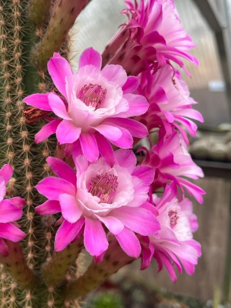 Hildewintera Otto Schulz